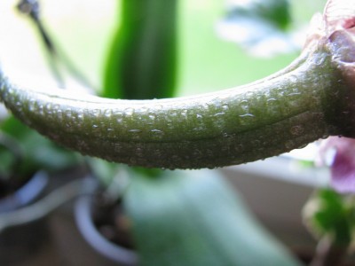 Phal Samenkapsel.jpg