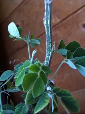 Samanea saman  Regenbaum2.jpg