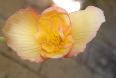 Begonia 156yy.jpg