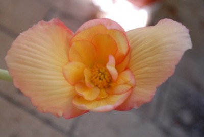 Begonia 155yy.jpg