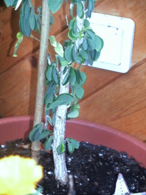 Samanea saman - Regenbaum Stamm2.jpg
