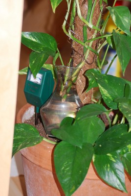 Efeutute macht schlapp 004.JPG