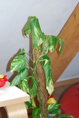 Efeutute macht schlapp 003.JPG