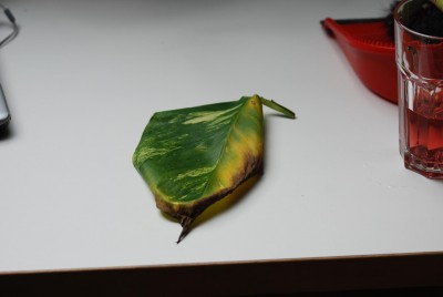 Efeutute macht schlapp 001.JPG