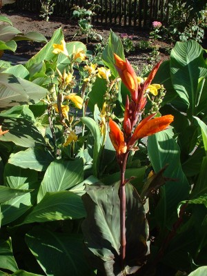 DSCF0057.JPG