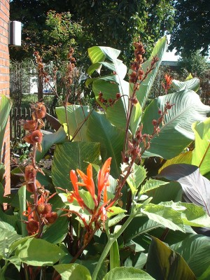 DSCF0056.JPG