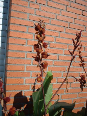 DSCF0055.JPG