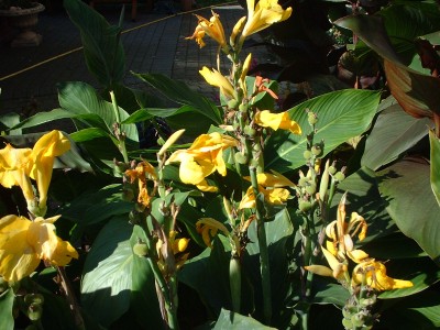 DSCF0054.JPG