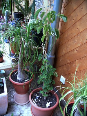 Samanea saman - Regenbaum.jpg