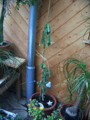 Samanea saman - Regenbaum Geschlossen.jpg