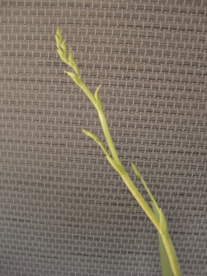 Burrageara Nelly Isler #1-7.jpg