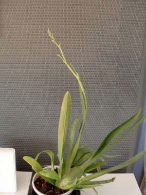 Burrageara Nelly Isler #1-6.jpg