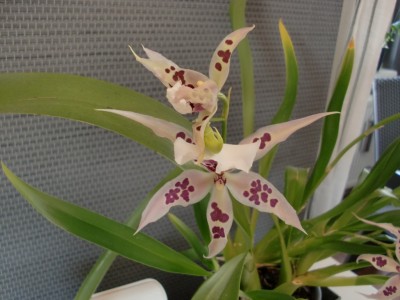 Beallara PRC Morning Joy #1-34.jpg