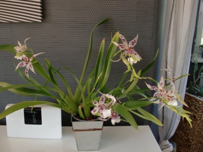 Beallara PRC Morning Joy #1-33.jpg