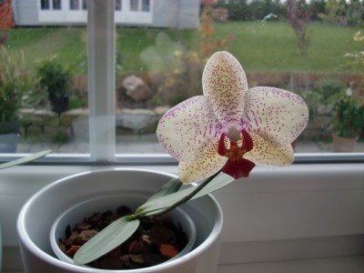 Phal. Hybride Kindel #2-3.jpg