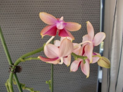 Phalaenopsis Liodoro #2-17.jpg