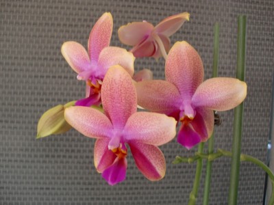 Phalaenopsis Liodoro #2-16.jpg