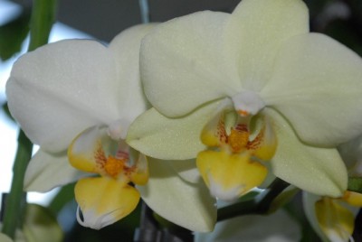 Phalaenopsis 012yy.jpg