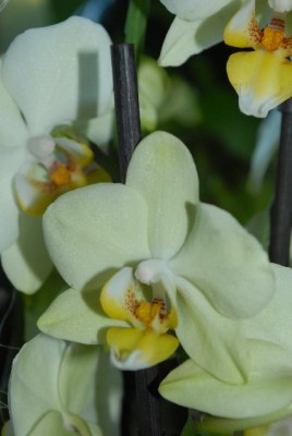 Phalaenopsis 011yy.jpg
