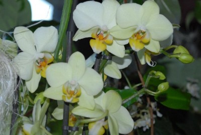 Phalaenopsis 008yy.jpg