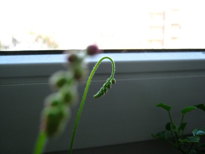 IMG_1446.JPG