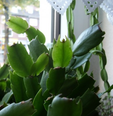 Schlumbergera.JPG