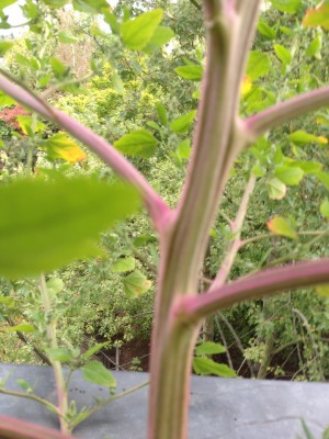 image_1349107260880431.jpg