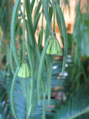 Hoya linearis 04.JPG