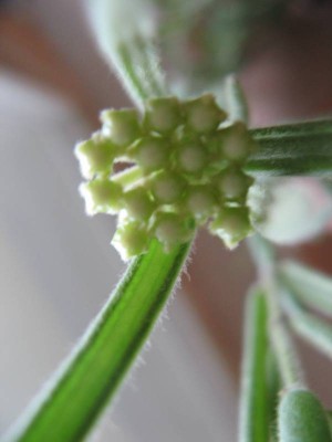 Hoya linearis 03.JPG