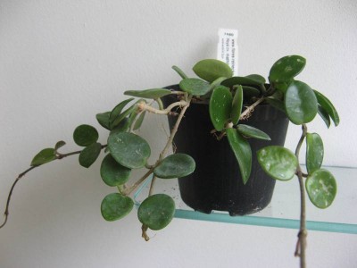 Hoya cv. Mathilde 01.JPG