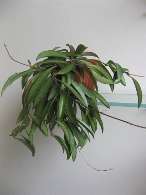 Hoya wayetii.JPG