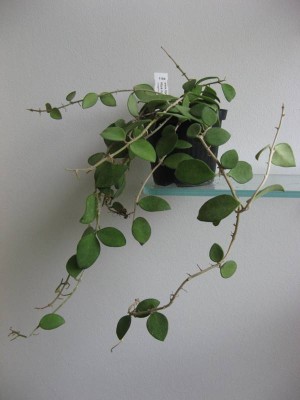 Hoya nummulariodes.JPG