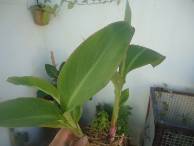 DSC04100 (800x600).jpg