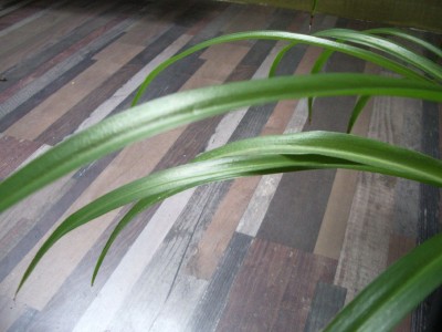 Grünliellie  repariertes Blatt b.jpg