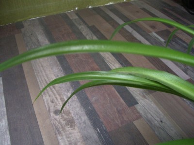 Grünliellie  repariertes Blatt.jpg