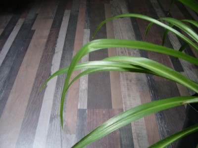 Grünliellie abgeknicktes Blatt.jpg