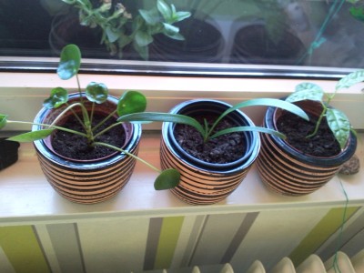 2012-10-02 12.43.28.jpg