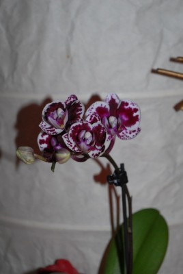 Phalaenopsis 015yy.jpg