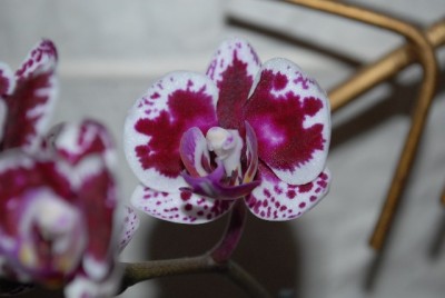 Phalaenopsis 014yy.jpg