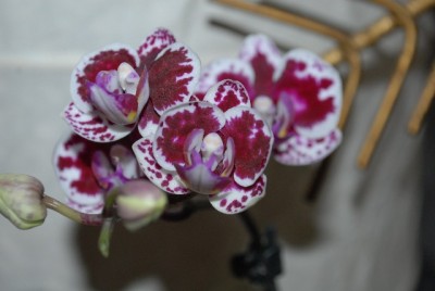 Phalaenopsis 013yy.jpg