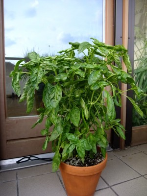 basili20cm.jpg
