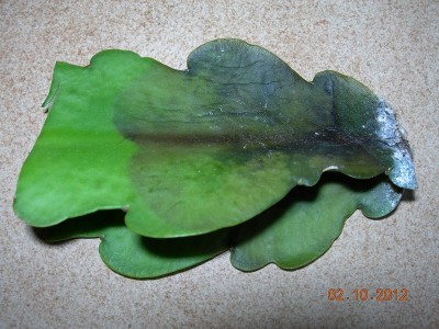 Epikaktus Lilly Dache.jpg