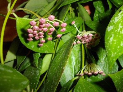 Kopie von bilderbuch 354.jpg