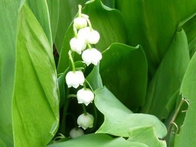 20120517 009 - Kopie (640x480).jpg