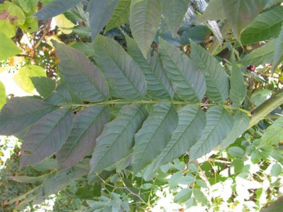 Jungbaum (2).JPG