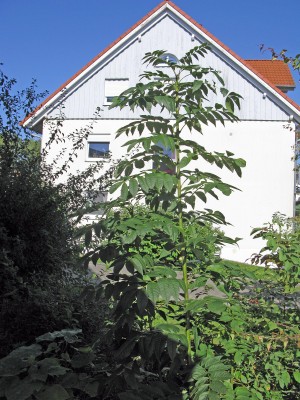 Jungbaum (1).JPG