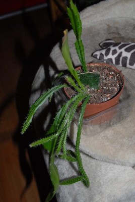 Epiphyllum 093yy.jpg