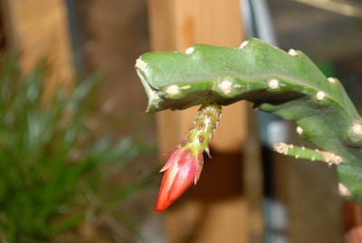 Epiphyllum 091yy.jpg