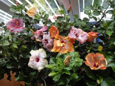 DSC03365 Blüten2.jpg