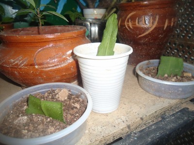 DSC04126 (800x600).jpg